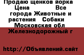 Продаю щенков йорка › Цена ­ 10 000 - Все города Животные и растения » Собаки   . Московская обл.,Железнодорожный г.